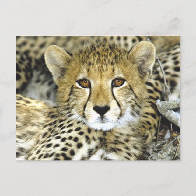 Postal Cheetah Cub 2 (Anverso)