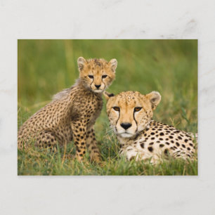 Postal Cheetah Cub y su padre en la hierba