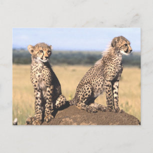 Postal Cheetah Cubs