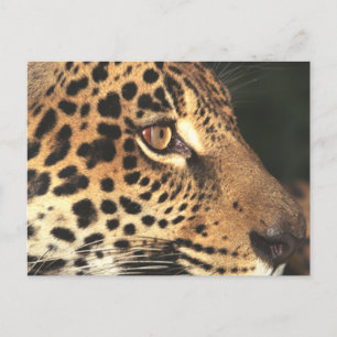 Postal Cheetah Face
