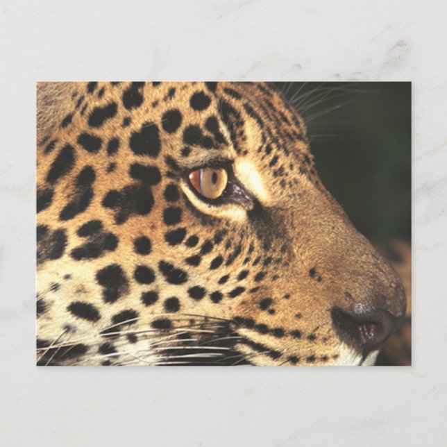 Postal Cheetah Face (Anverso)