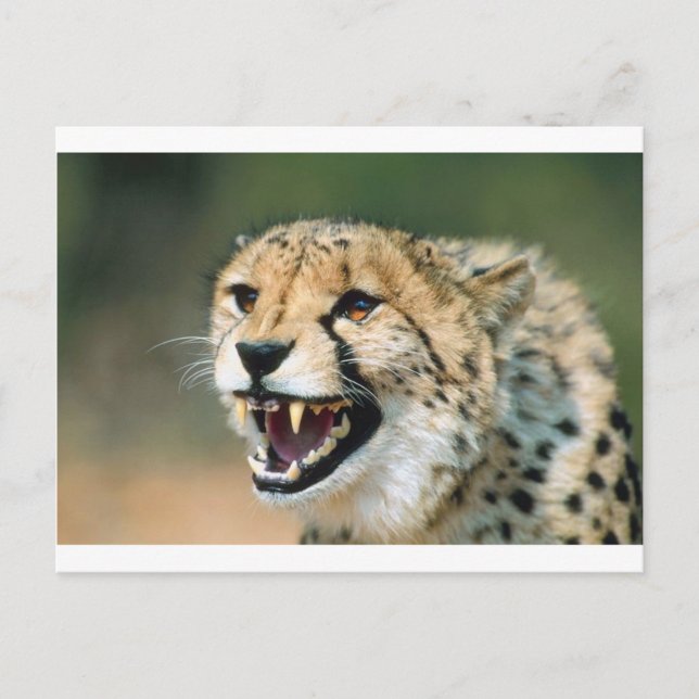 Postal Cheetah Growl (Anverso)