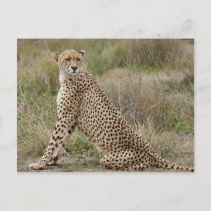 Postal Cheetah masculino, Acinonyx jubatus, Serengeti,