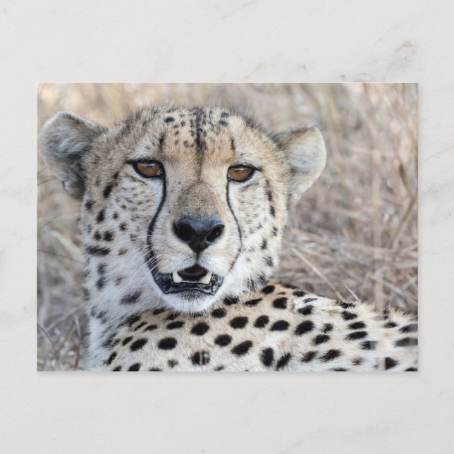 Postal Cheetah Portrait (Anverso)