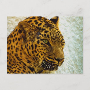 Postal Cheetah Postcard