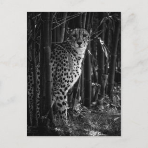 Postal Cheetah Postcard