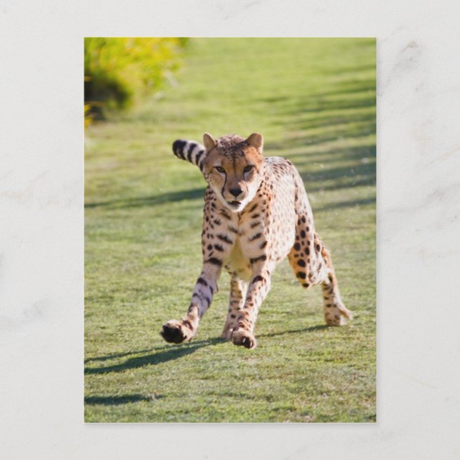 Postal Cheetah Running (Anverso)