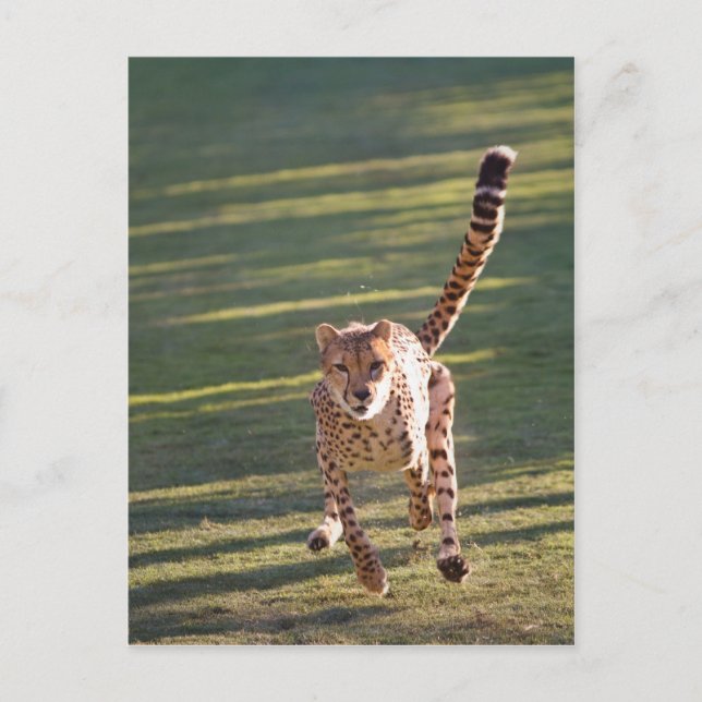 Postal Cheetah Running (Anverso)