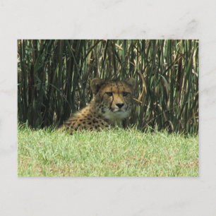 Postal cheetah stare