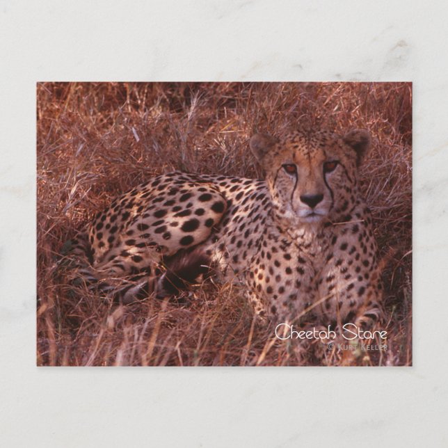 Postal Cheetah Stare (Anverso)