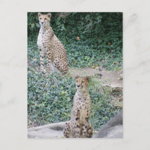 POSTAL CHEETAH - VER DOBLE