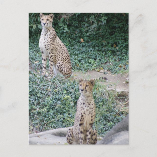POSTAL CHEETAH - VER DOBLE (Anverso)