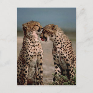Postal Cheetahs