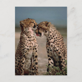 Postal Cheetahs