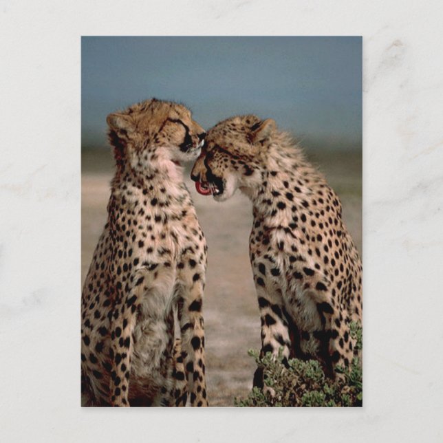 Postal Cheetahs (Anverso)