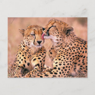 Postal Cheetahs