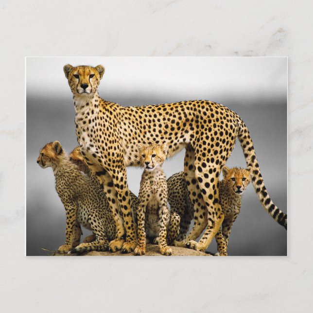 Postal Cheetahs (Anverso)