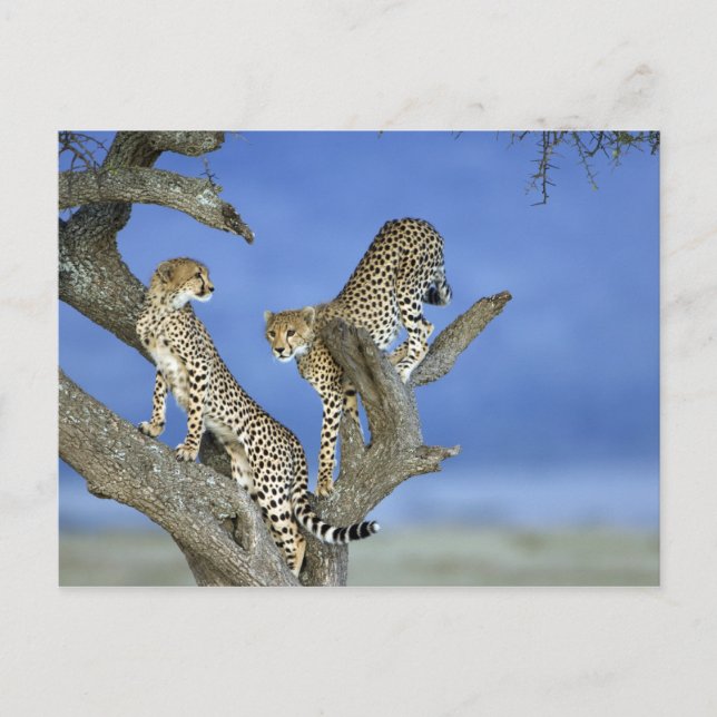 Postal Cheetahs (Anverso)