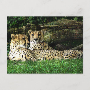 Postal Cheetahs Lounging Grunge