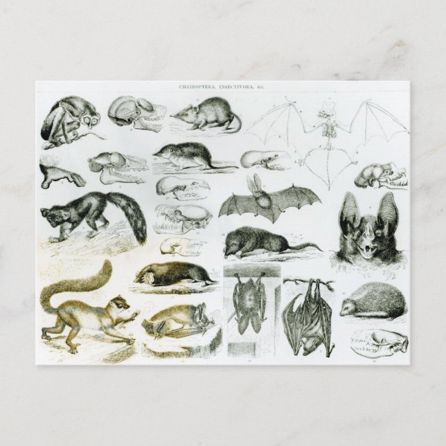 Postal Cheiroptera, Insectivora (Anverso)