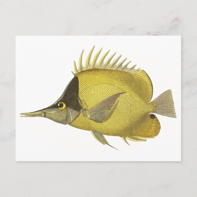 Postal Chelmon Tropical Amarillo Longirostris, Pescado Vi (Anverso)