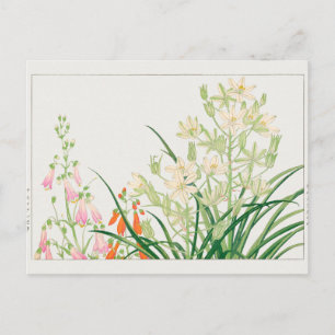 Postal Chelone barbata, Ornithogalum por Tanigami Konan