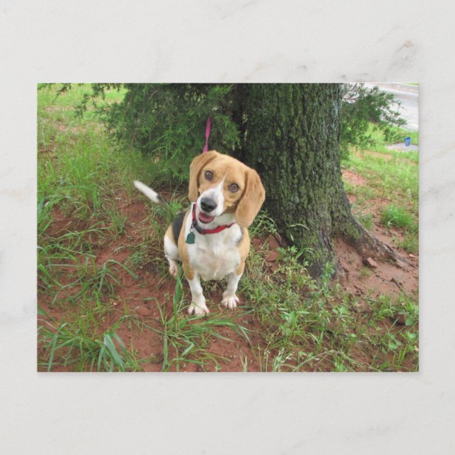 Postal Chelsea (Anverso)