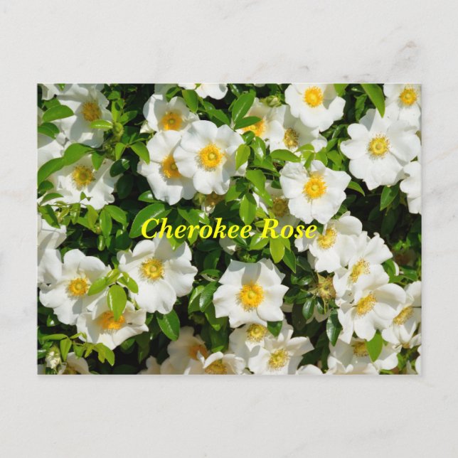 Postal Cherokee Rosa (Anverso)