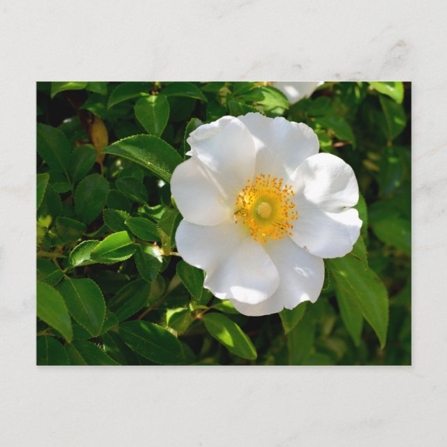 Postal Cherokee Rosa Flower (Anverso)