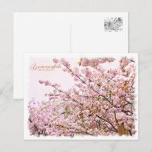 Cherry Blossom "Azuma-nishiki" ポストカード