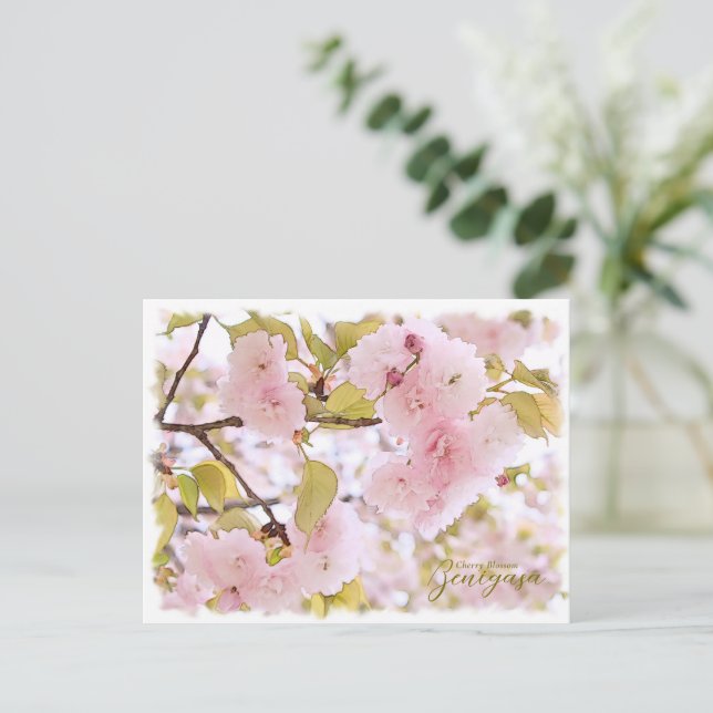 Postal Cherry Blossom "Benigasa" ポストカード (Anverso de pie)