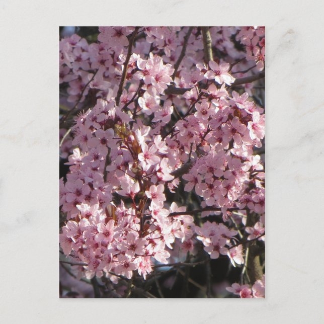 Postal Cherry Blossom Bundle (Anverso)