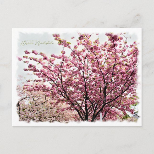 Postal Cherry Blossom "Hirano-nadeshiko" ポストカード (Anverso)