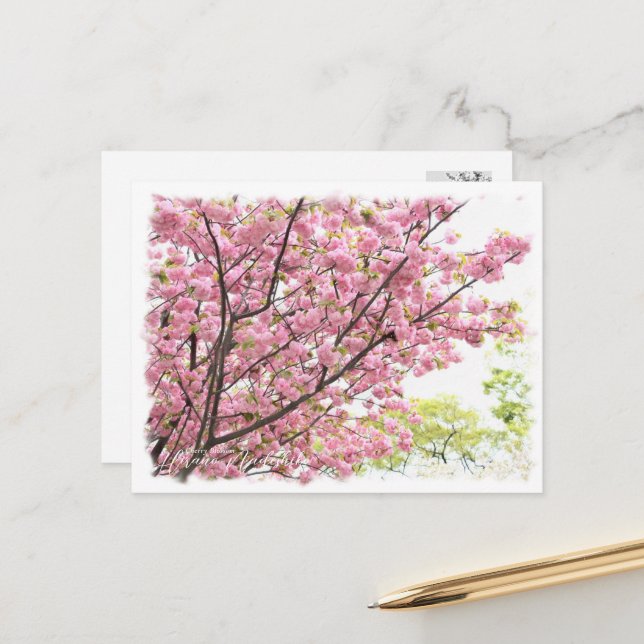 Postal Cherry Blossom "Hirano-nadeshiko" ポストカード (Anverso/Reverso In Situ)