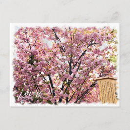 Postal Cherry Blossom "Imose" ポストカード