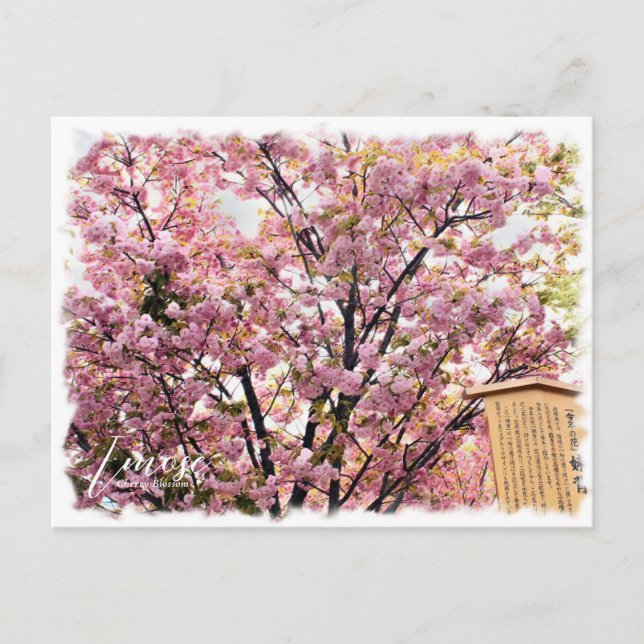 Postal Cherry Blossom "Imose" ポストカード (Anverso)