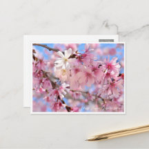 Cherry Blossom "Jugatsu-zakura"