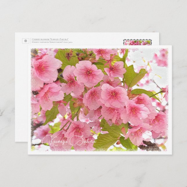 Postal Cherry blossom "Kawazu-Zakura" (Anverso / Reverso)