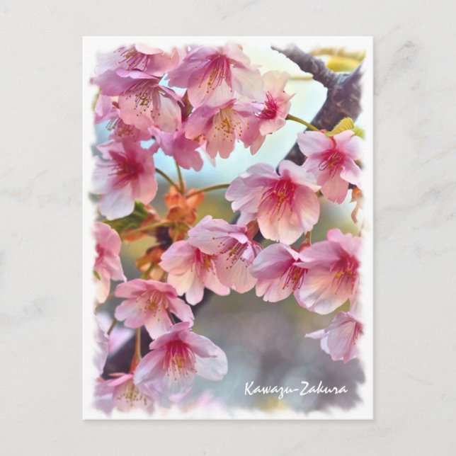 Postal Cherry blossom: Kawazu-Zakura ポストカード (Anverso)