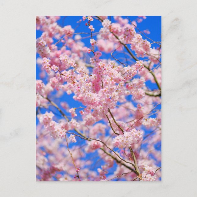 Postal Cherry Blossom London Postcard (Anverso)
