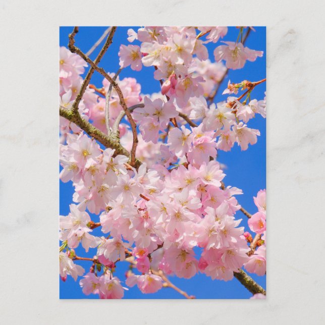 Postal Cherry Blossom London Postcard (Anverso)