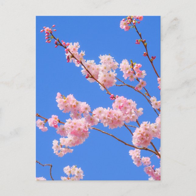Postal Cherry Blossom London Postcard (Anverso)