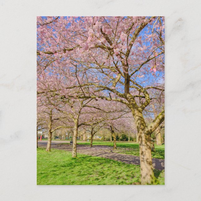 Postal Cherry Blossom London Postcard (Anverso)