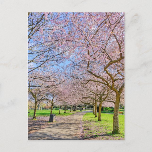 Postal Cherry Blossom London Postcard (Anverso)