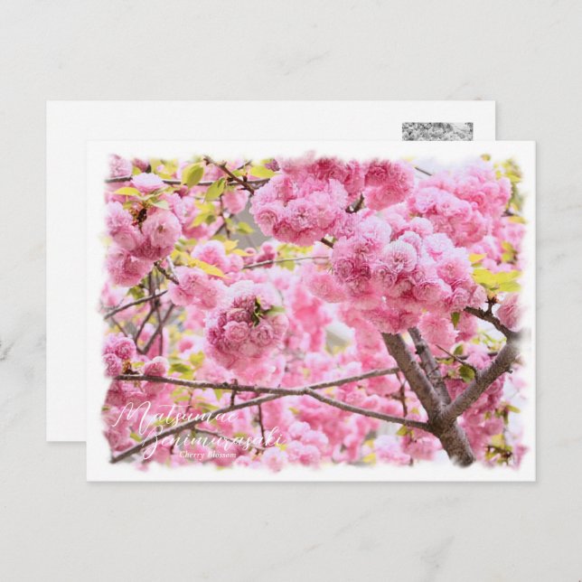 Postal Cherry Blossom "Matsumae-benimurasaki" ポストカード (Anverso / Reverso)