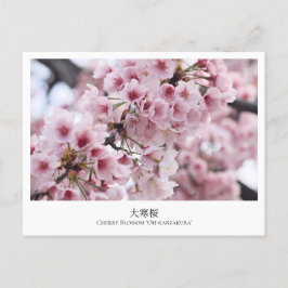 Postal Cherry Blossom ‘Oh-kanzakura’