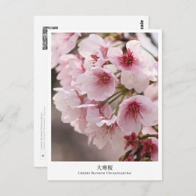 Postal Cherry Blossom ‘Oh-kanzakura’ (Anverso / Reverso)