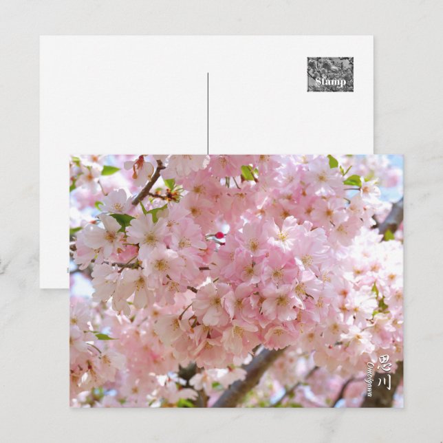 Postal Cherry Blossom: Omoigawa (Anverso / Reverso)