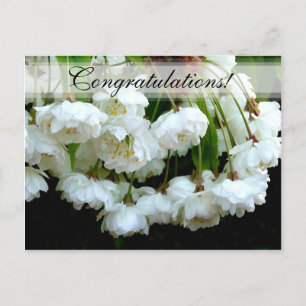 Postal CHERRY BLOSSOM ~ Postcard # 2