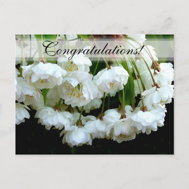 Postal CHERRY BLOSSOM ~ Postcard # 2 (Anverso)